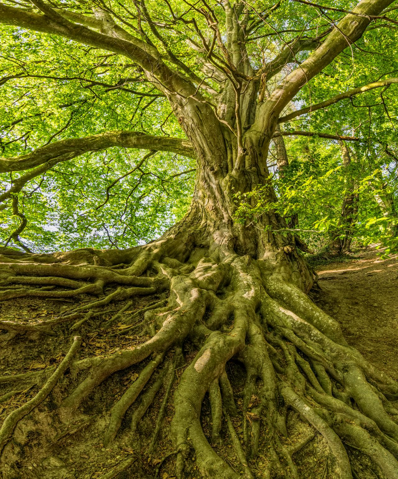 Photo of a tree with thick, deep, nourishing roots and a thick, healthy canopy of bountiful leaves and branches symbolizing how taking care of ourselves helps us remain grounded, grow, and thrive.